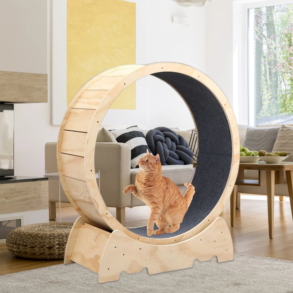 Cat Exercise Wheel Nearby