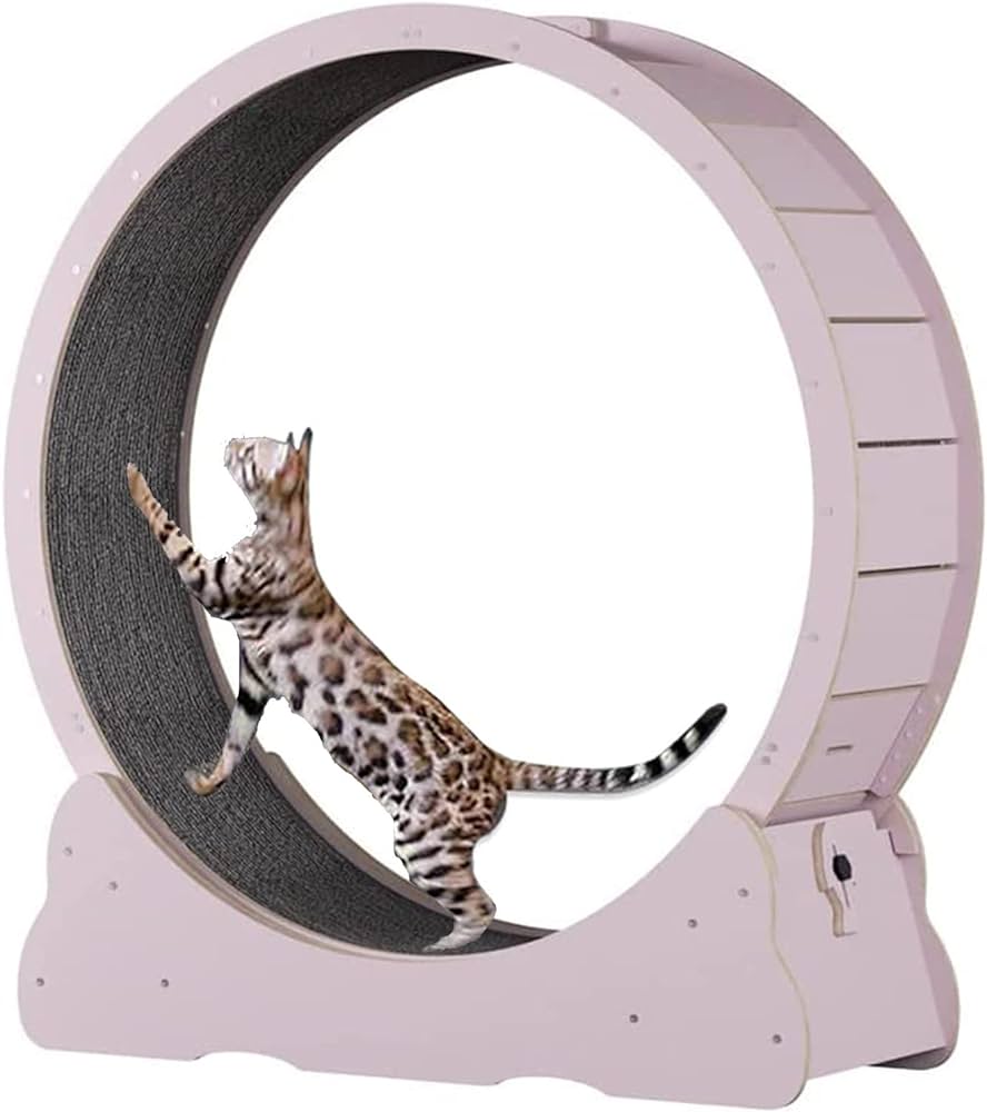 Cat Exercise Wheel Reddit