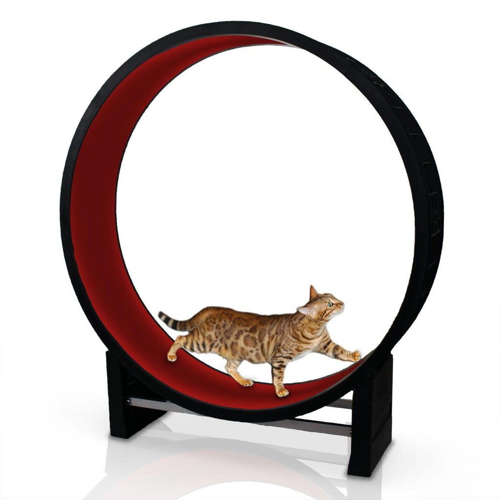 Cat in motion Exercise Wheel 