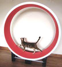 Cazami Cat Exercise Wheel