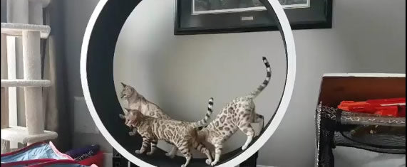 Funny Exercise Wheel Cat