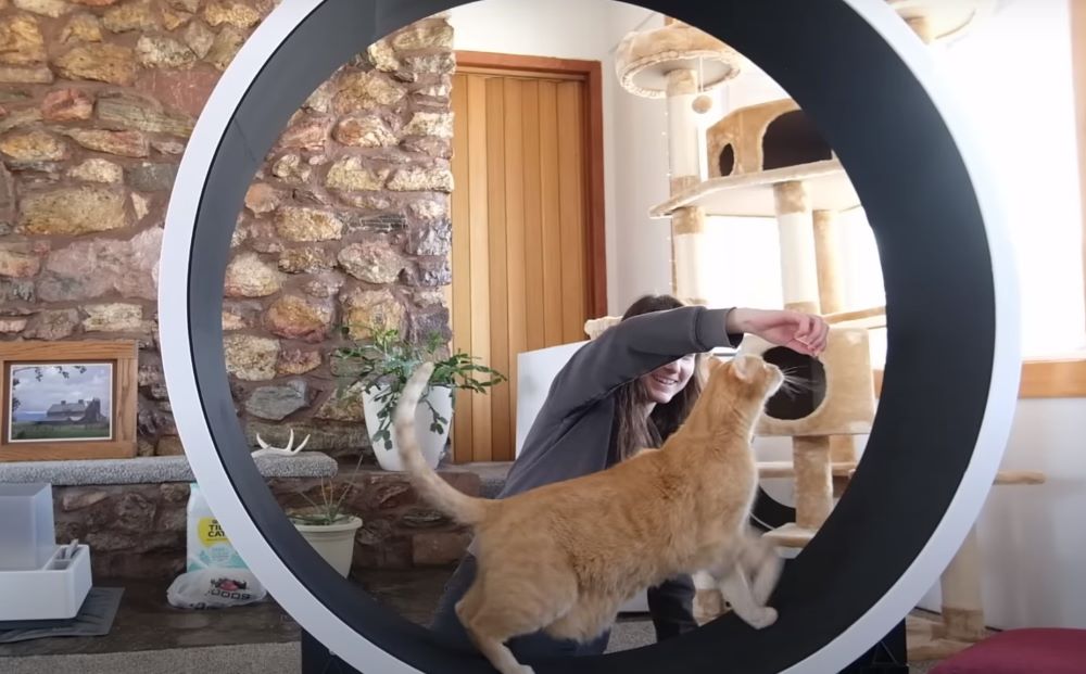 Cat Exercise Wheel Training