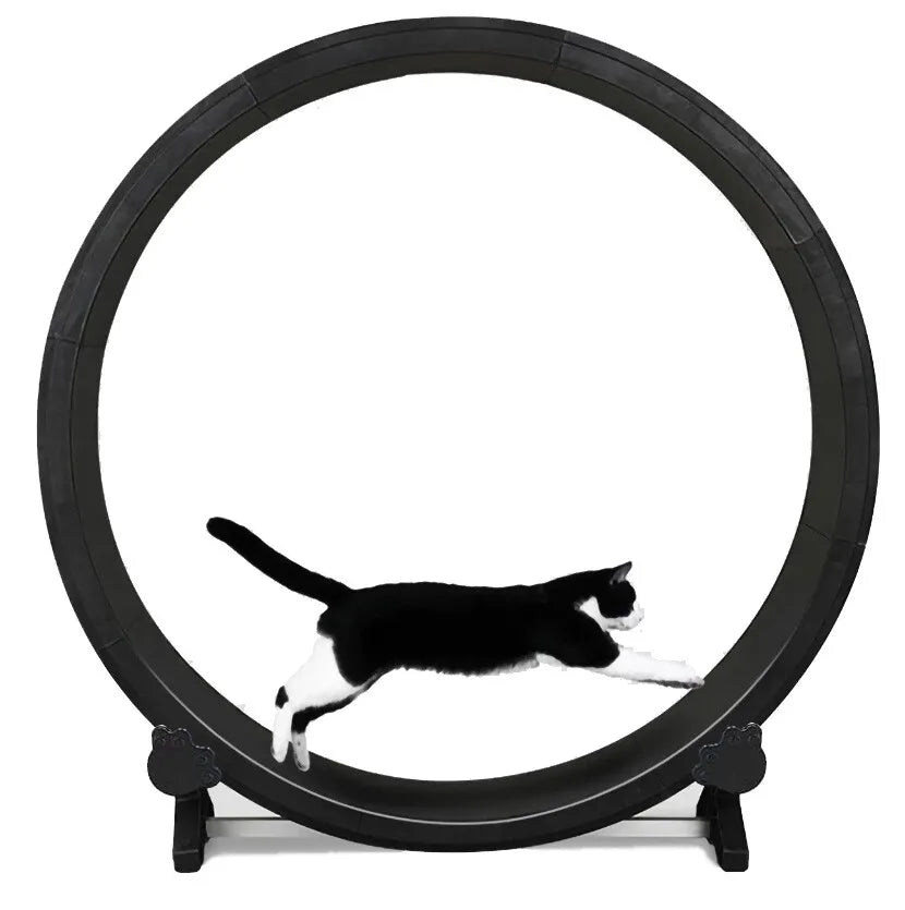 Best Cat Treadmill Wheel